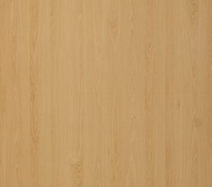 Mangfall Beech