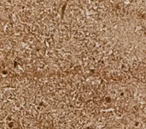 Marfil Marble